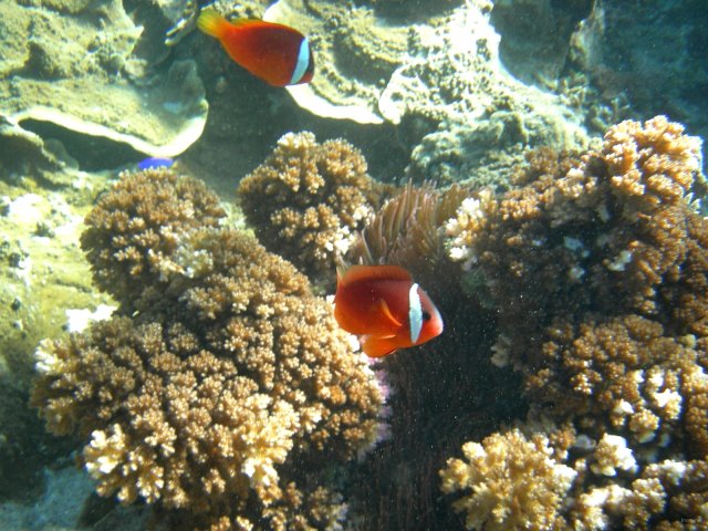 04- Poissons clowns rouge 